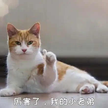 猫是怎样看待人类模仿它们的声音的

