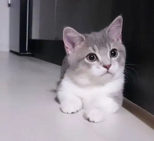 喜欢卖萌的可爱猫咪,颜值担当就是这么给力

