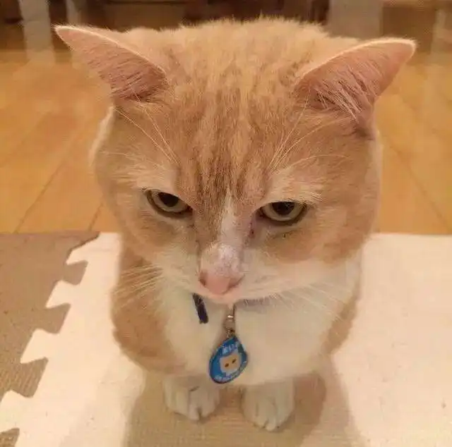 表情藏抽屉里的小鱼干不见了,大橘猫的表情,让人笑翻表情
