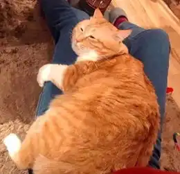 橘猫之所以粘着你,还不是因为小鱼干
