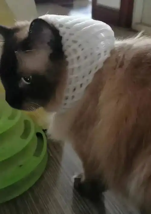 听说全网都在抢纸盒猫窝不过猫猫到底为什么爱钻纸盒啊
