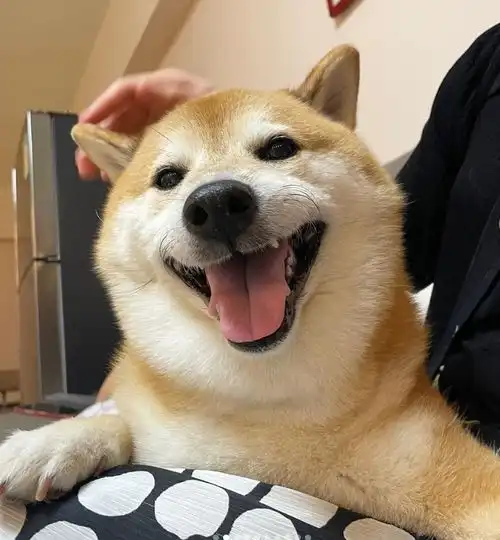 顶流表情包柴犬去世,全球十亿网友哭成泪人
