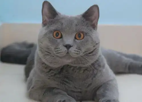 英国短毛猫的小特点,这样的蓝胖子你不想养一个吗
