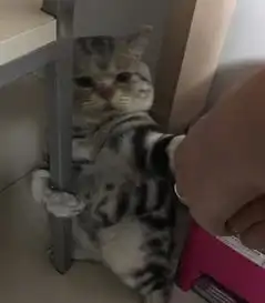 被主人强行洗澡的猫,浑身上下写满着拒绝,表情让主人不淡定
