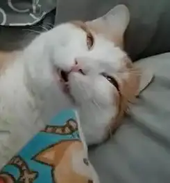 猫咪做绝育还没醒,被主人丢在沙发上,晚上到家一看这猫死了
