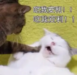 不懂这些,你很可能买到一只假猫
