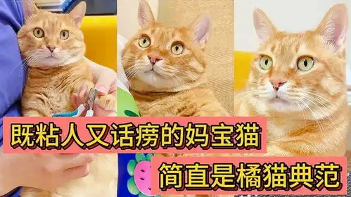 既粘人又话痨的妈宝猫,简直是橘猫的典范,又萌又可爱的大橘猫
