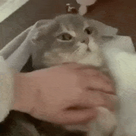 第57期喵表情每一只猫都是隐藏的表情包本包
