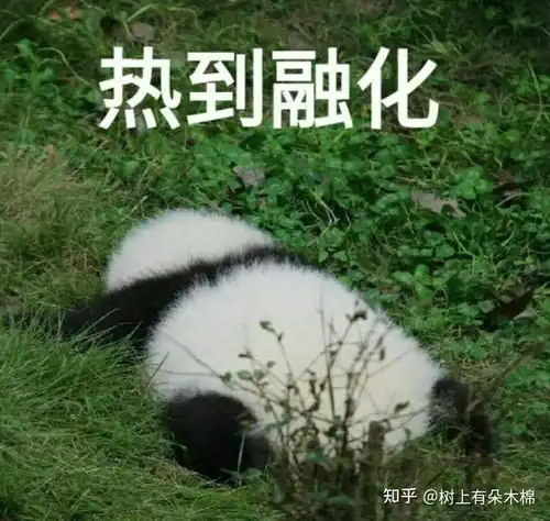 熊猫能吃螺蛳粉里面的酸笋吗
