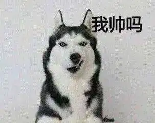 二哈遇到山羊,却跟对方打了起来,网友二哈真是命大
