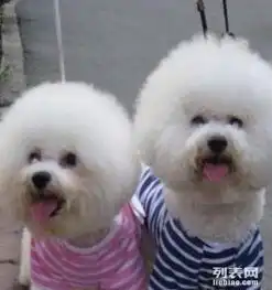 比熊配种出售