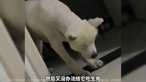 主人在厨房炖肉,狗子贪吃不肯睡,困到睁不开眼
