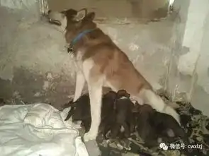 哈士奇生了9只幼崽,主人却高兴不起来了,孩子他爸到底是谁
