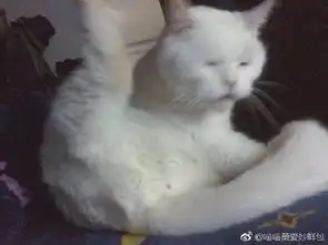 猫咪拉粑粑后舔自己的屁屁,结果......
