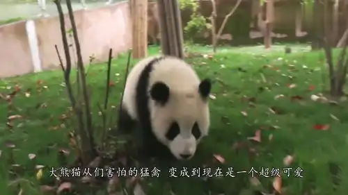 熊猫求抱抱,反被无视,熊猫你是觉得我不够萌吗
