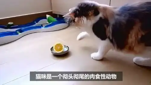 主人太坏,喂宠物吃柠檬,表情太销魂鼻涕眼泪流一地
