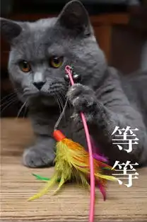 铲屎官用猫咪的不同表情配上文字做成了表情包,太形象了

