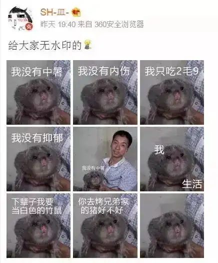 竹鼠表情包窜上热搜江西网红吃它有一百种理由
