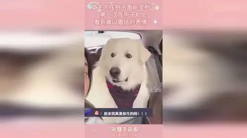 女主人突然学狗叫,第一次在狗子脸上,看到难以置信的表情
