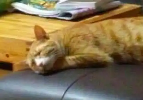 奶奶养了只橘猫,结果她们睡觉都是同样姿势,甚至表情也是一样

