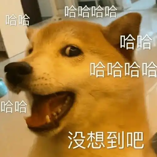宠物表情包出处笑容逐渐