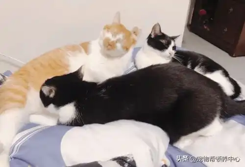猫咪被吓的竟飞扑到男主人怀里,表情委屈,惹人怜爱
