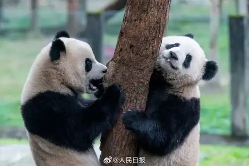 萌双胞胎大熊猫的复制粘贴术