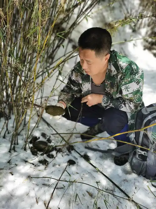 这只大熊猫首次携娃出镜唐家河又一大熊猫鹊桥顺利打通
