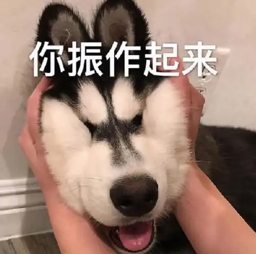宠物表情包出处抽回