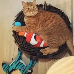 一只猫究竟可以无耻到什么程度
