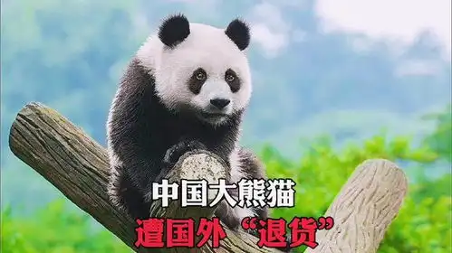 中国大熊猫遭国外退货
