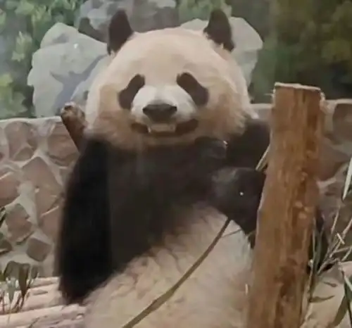 超可爱的熊猫表情包
