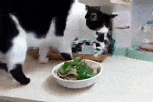 猫咪为什么在食物旁做出埋屎动作难道真的以为你在吃屎
