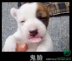 猫猫狗狗的喜怒哀乐
