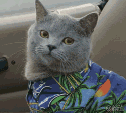 一大波小猫咪表情包萌萌哒动态图
