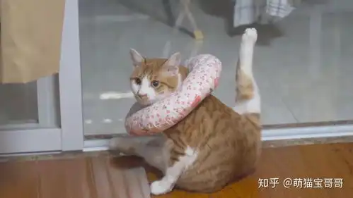橘猫被带去绝育,一路惨叫到医院,猫我不要割蛋
