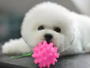 图cku注册五星级犬舍双血统比熊犬可上门挑选葫芦岛宠物狗葫芦岛列表网