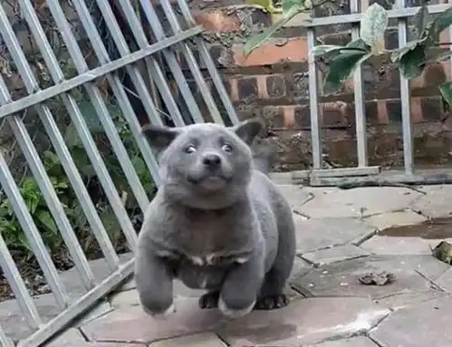越南出现一只像猫的土狗,表情多得像二哈,嘚瑟样子反而迷倒众人

