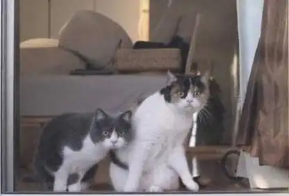 快给我变表情包快给我变猫娘表情包

