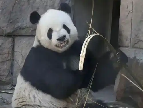 掰竹子必须龇牙咧嘴大熊猫咱也不知道为啥,人就这么教的
