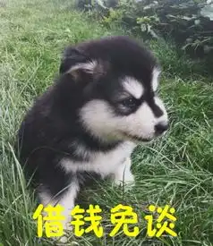 汪星人搞笑表情包

