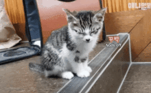 流浪小猫每天陪兽医学生去上课,这样的小书童哪里找

