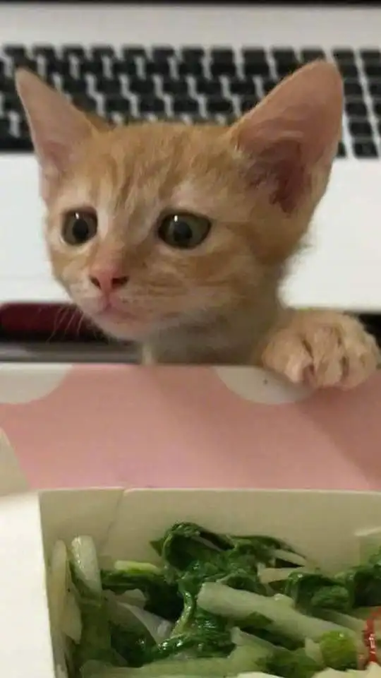 哈哈哈哈,这就是所谓的所谓艺高喵胆大
