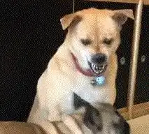 朋友带狗来拜访,柴犬一脸不爽你瞅啥你再瞅信不信我抽你
