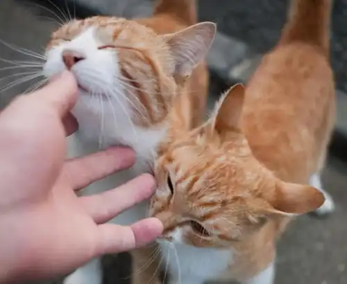 猫咪舔你是喜欢你其实你错了很多年
