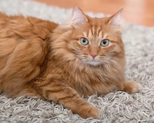 宠物托运知识猫咪脸部表情解析教你辨别喵星人情绪