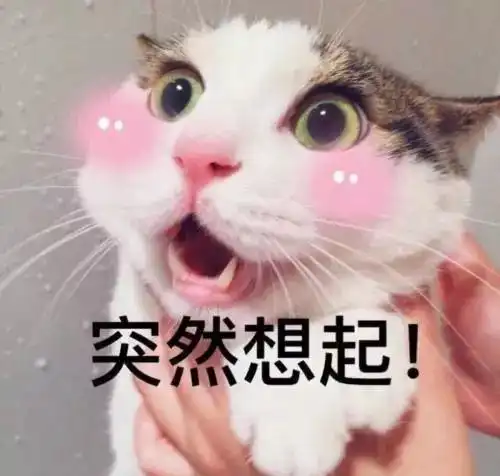 猫,根本不会在乎主人
