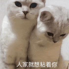 别敬屎不吃吃罚屎丨第312期喵表情包
