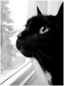 我家养了一只萌萌的黑猫警长
