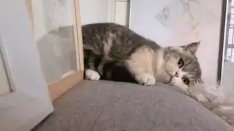 猫咪看到自己的画像,直接上嘴开始咬,委屈表情实在可爱
